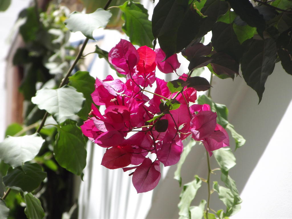 Riad Les Bougainvilliers Marrakesh Luaran gambar