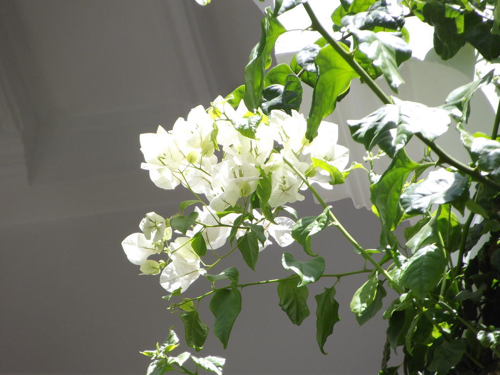 Riad Les Bougainvilliers Marrakesh Luaran gambar